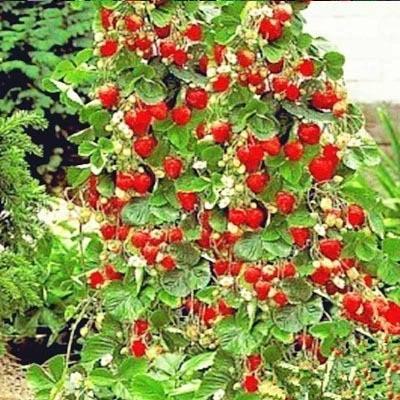 Climbing Strawberry Tree Seeds | Vertical Garden Variety