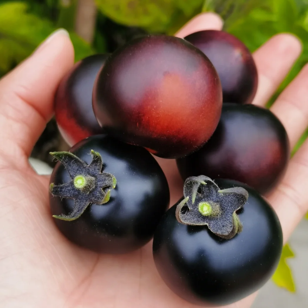 Rare Black Tomato Seeds | Nutrient-Rich Heirloom Variety