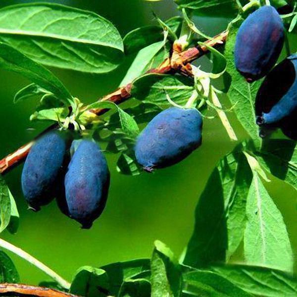 Blue Honeysuckle Berry Seeds | Lonicera Caerulea Superfruit