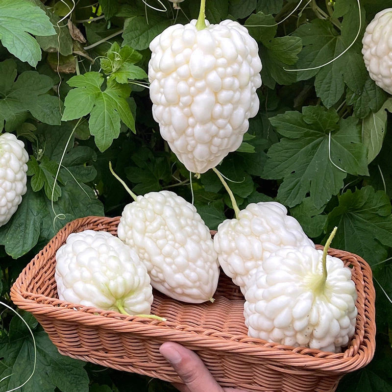 Apple Bitter Melon Seeds | Heirloom Bitter Gourd