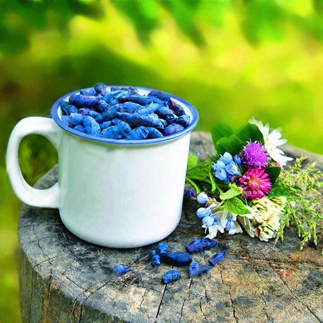Blue Honeysuckle Berry Seeds | Lonicera Caerulea Superfruit
