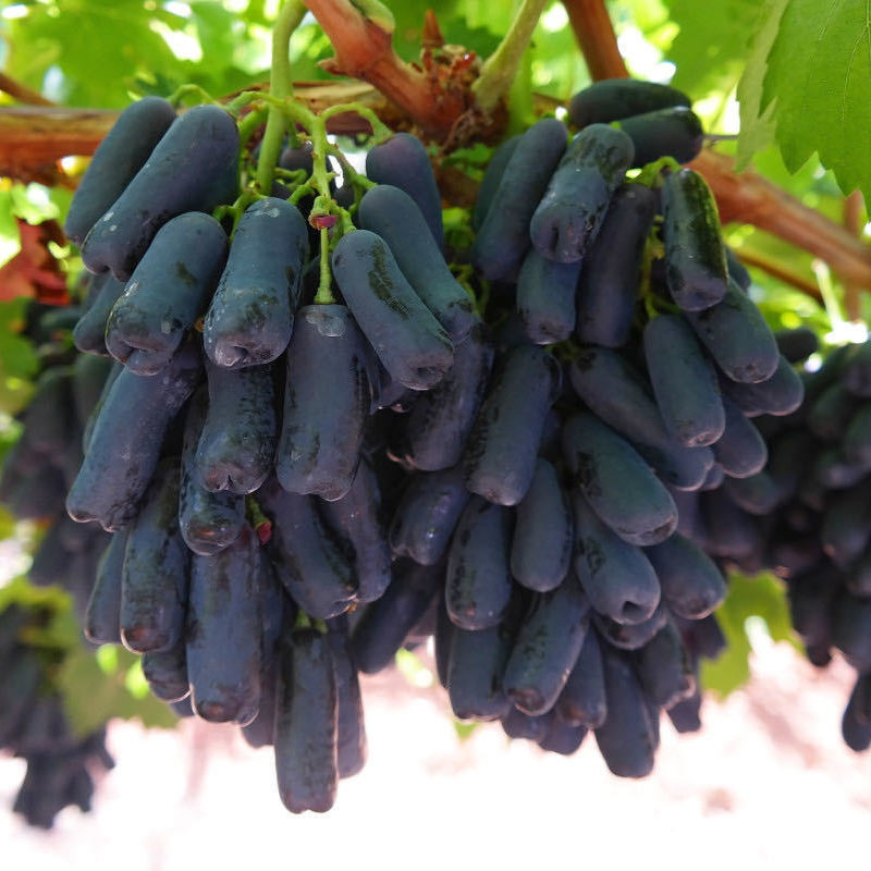 Manicure Finger Grape Seeds | Unique Elongated Sweet Variety