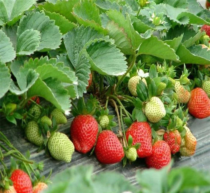 CREAM Strawberry Seeds | All-Season Everbearing Variety