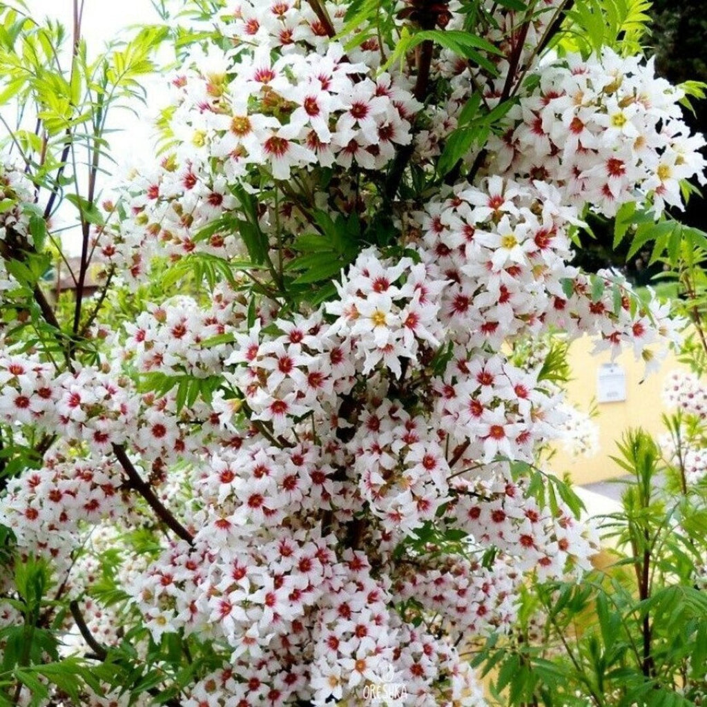 Xanthoceras sorbifolium Seeds | Chinese Flowering Chestnut