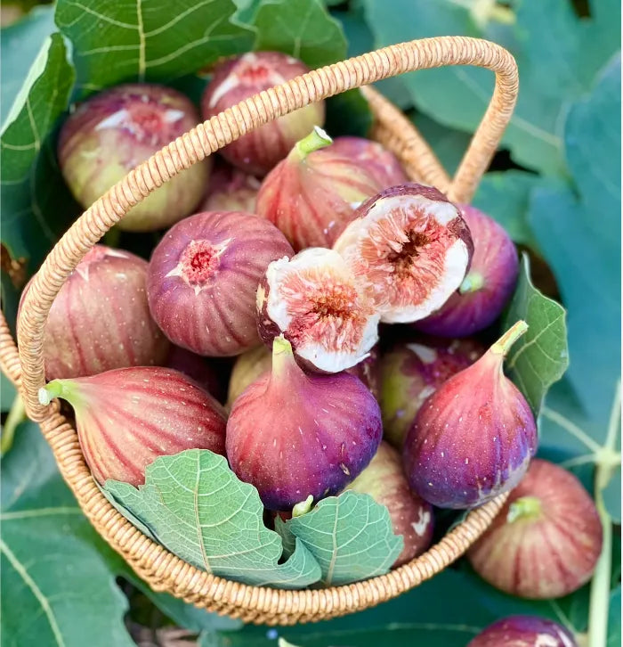 Peach Fig Seeds | Super Giant Cold-Hardy Fig Tree
