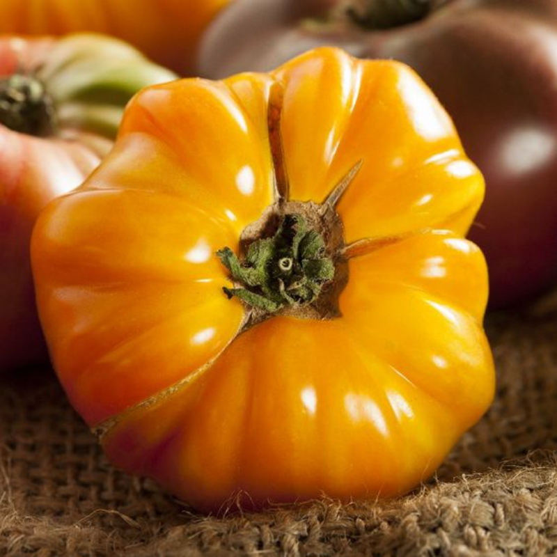 Amana Orange Heirloom Tomato Seeds | Giant Beefsteak Variety