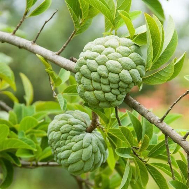 Custard Apple Seeds | Annona Squamosa Sugar Apple