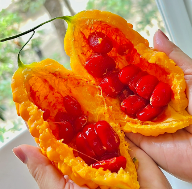 Lai Grape Bitter Gourd Seeds | Ornamental Edible Variety