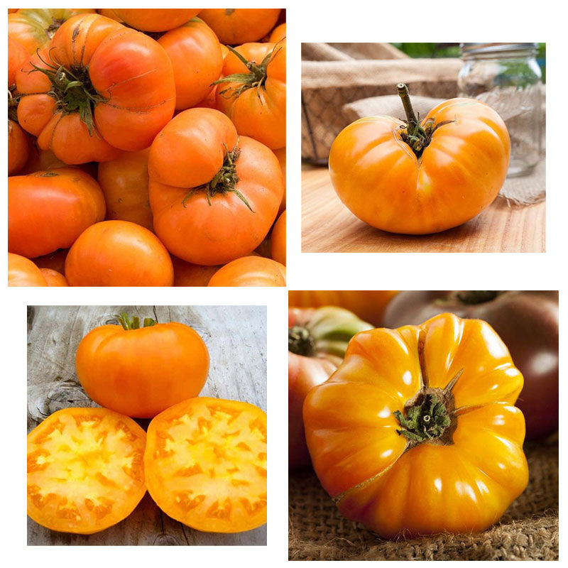Amana Orange Heirloom Tomato Seeds | Giant Beefsteak Variety