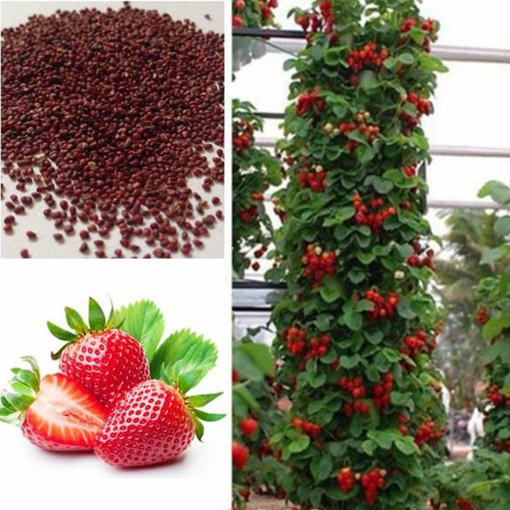 Climbing Strawberry Tree Seeds | Vertical Garden Variety