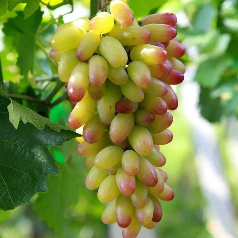 Manicure Finger Grape Seeds | Unique Elongated Sweet Variety