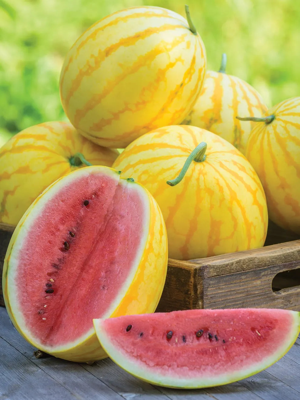 Golden Midget Watermelon Seeds | Early-Maturing Sweet Variety