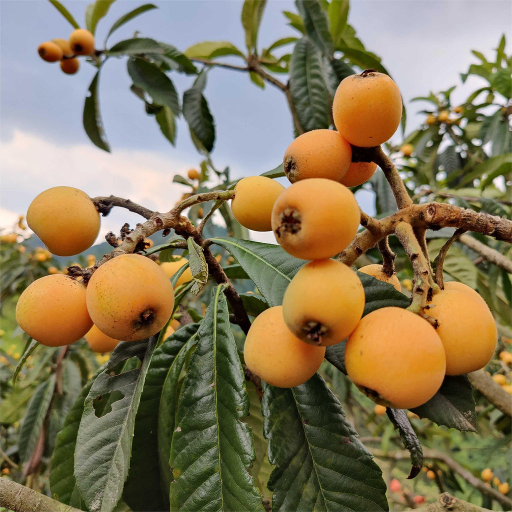 Five-Star Loquat Seeds | Sweet Jelly-Textured Fruit