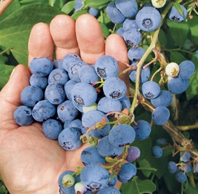 Large-Fruit Potted Blueberry Seeds | Quick-Harvest Superberry