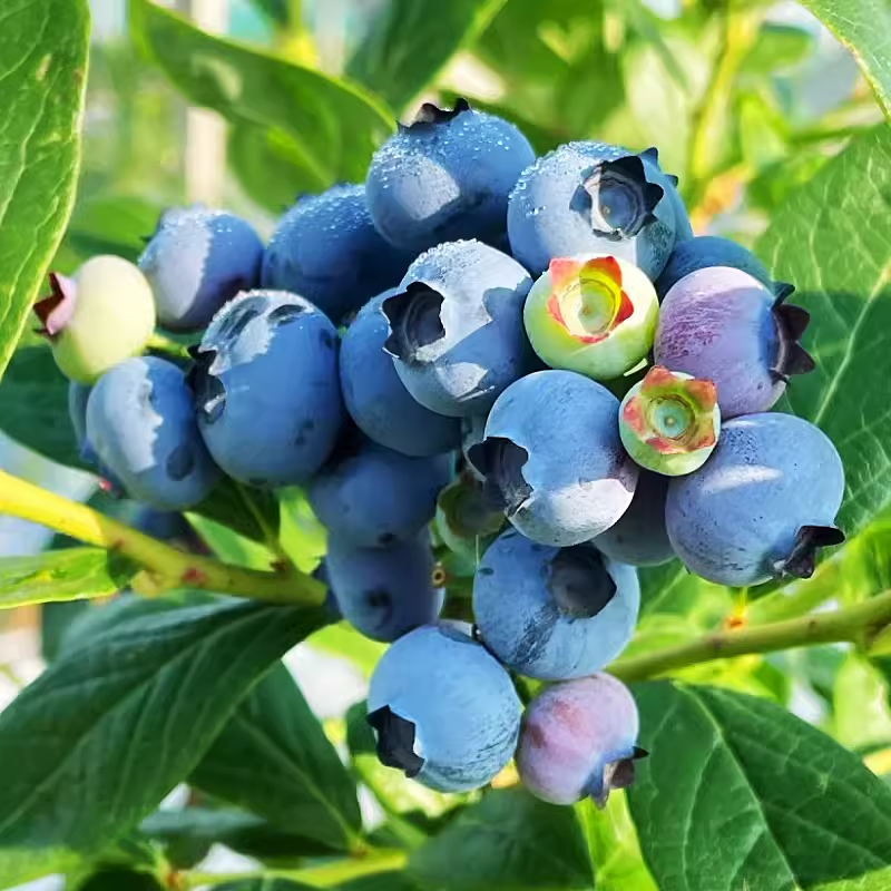 Large-Fruit Potted Blueberry Seeds | Quick-Harvest Superberry