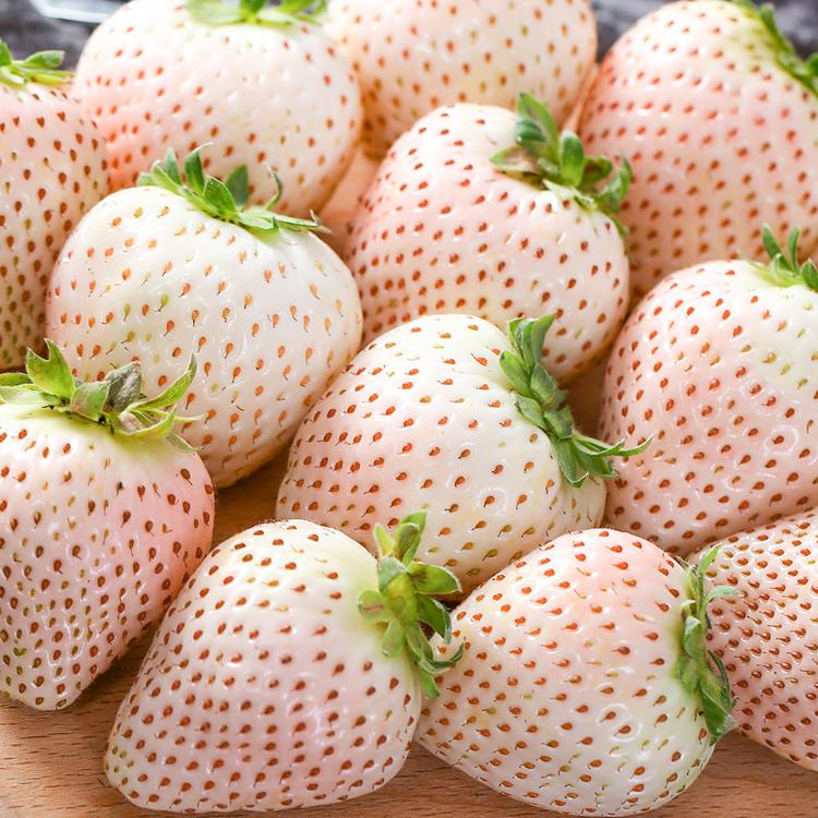 Cream Giant Strawberry Seeds | Large Juicy Variety