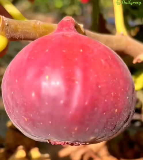 Peach Fig Seeds | Super Giant Cold-Hardy Fig Tree
