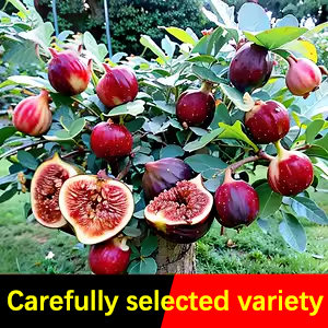 Peach Fig Seeds | Super Giant Cold-Hardy Fig Tree