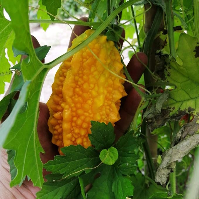 Lai Grape Bitter Gourd Seeds | Ornamental Edible Variety