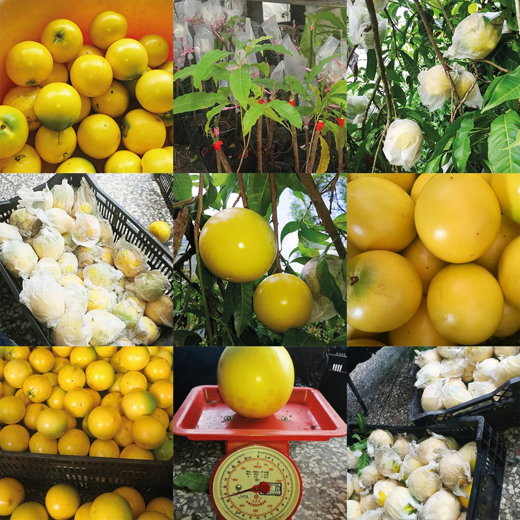 Golden Abiu Fruit Seeds | Tropical Caramel-Flavored Treasure