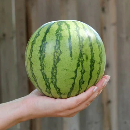 Yellow Petite Watermelon Seeds | Sweet Compact Variety