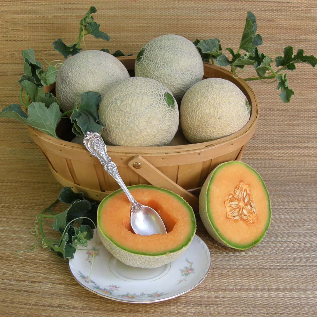 Sugar Cube Mini Cantaloupe Seeds | Personal-Sized Sweet Melon