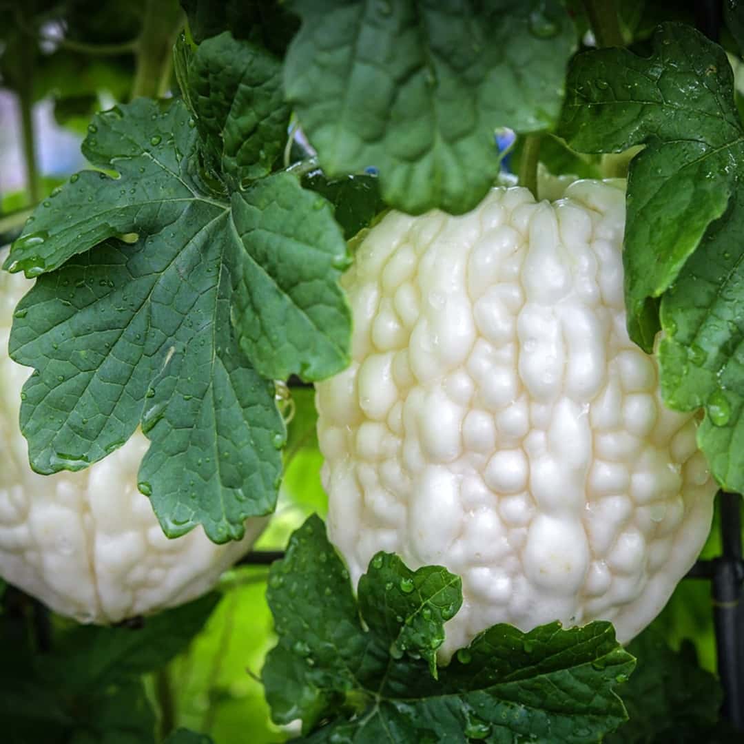 Apple Bitter Melon Seeds | Heirloom Bitter Gourd