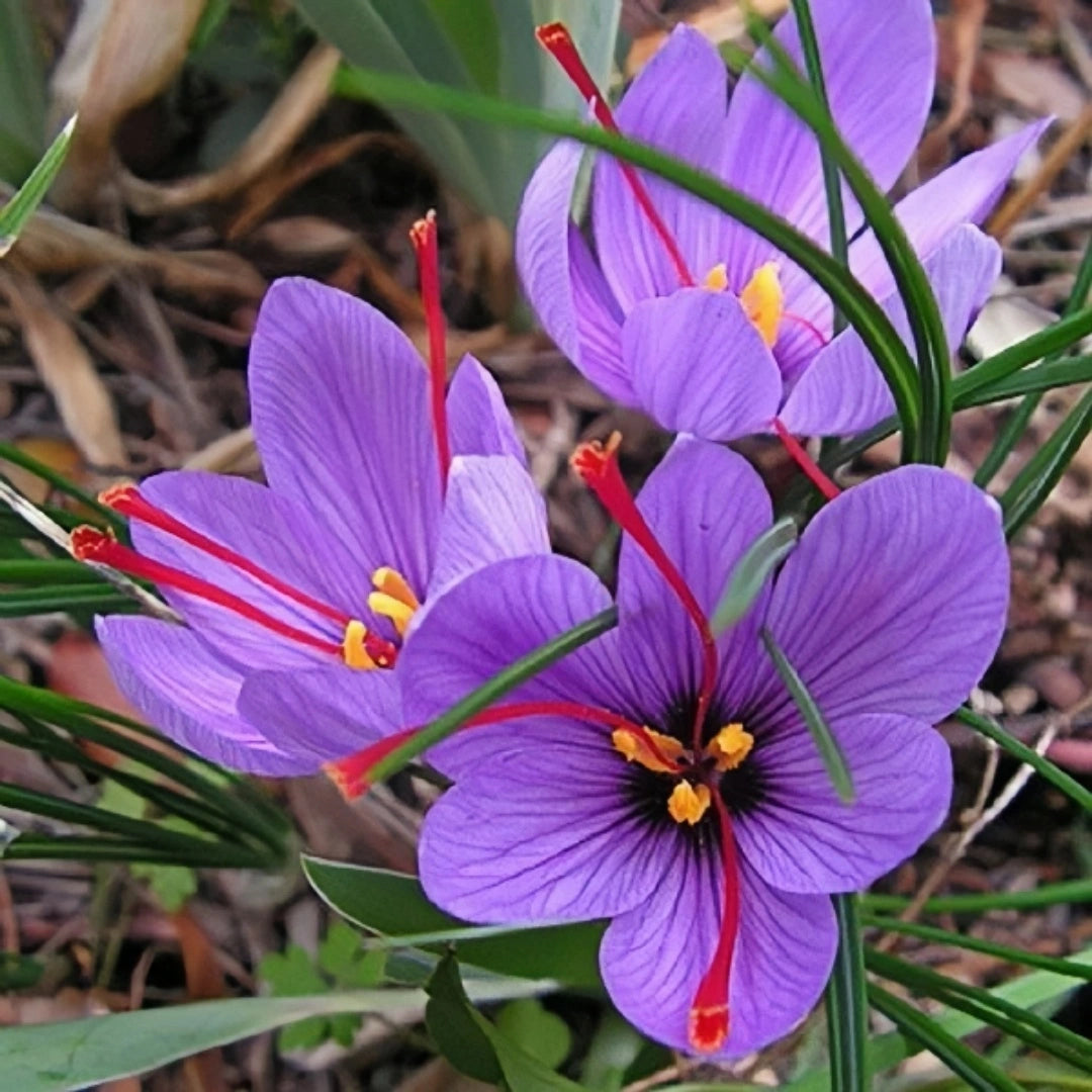 Saffron Crocus Bulbs | Grow Your Own Precious Spice