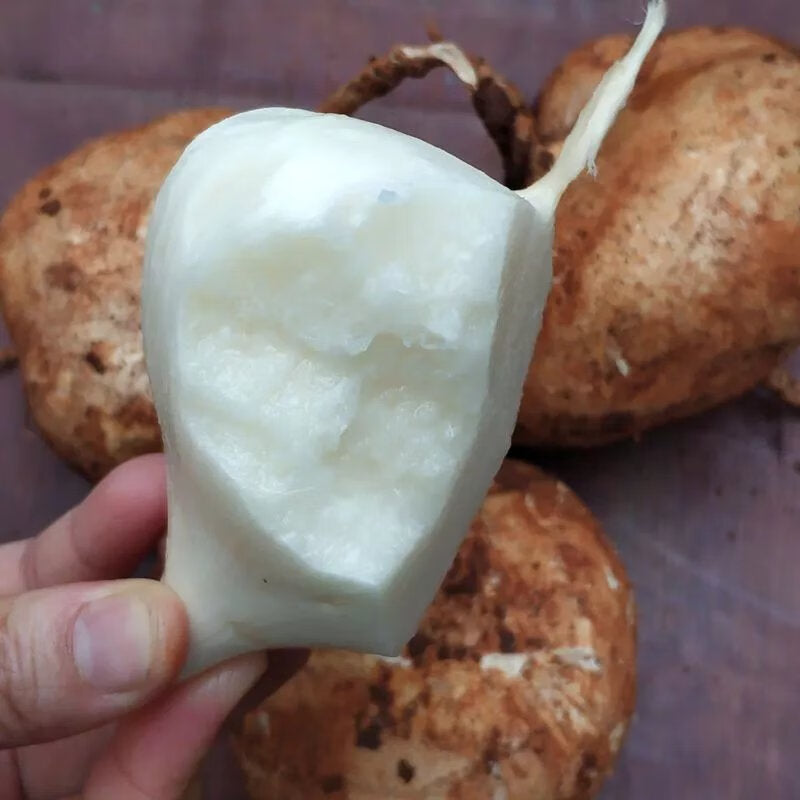 Jicama Seeds | Crispy Crunchy Root Vegetable