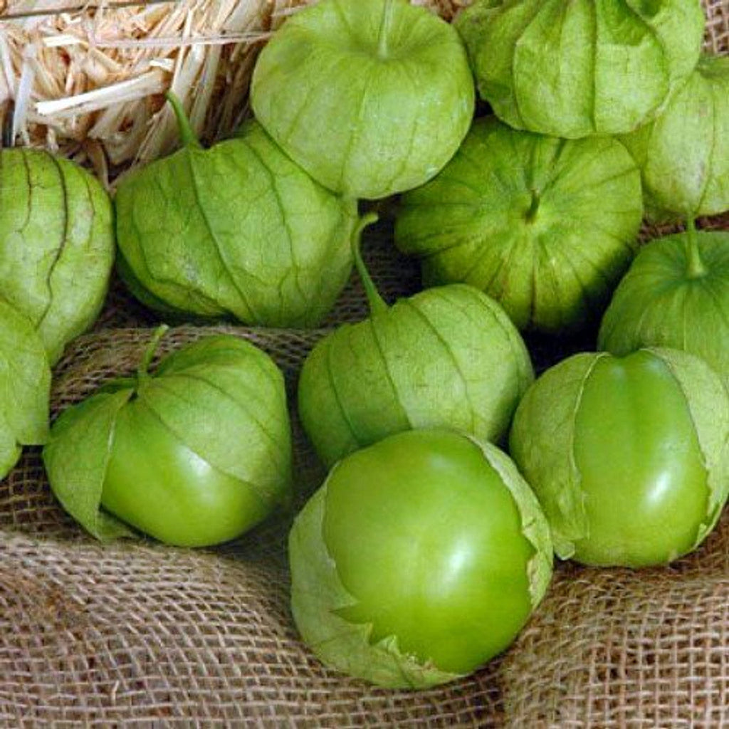 Super Verde Tomatillo Seeds | Prolific Salsa Verde Variety