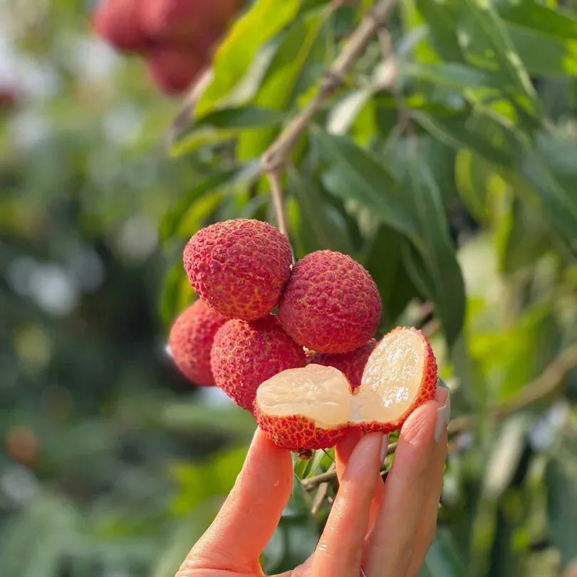 Seedless Lychee Seeds | Rare Easy-Peel Variety