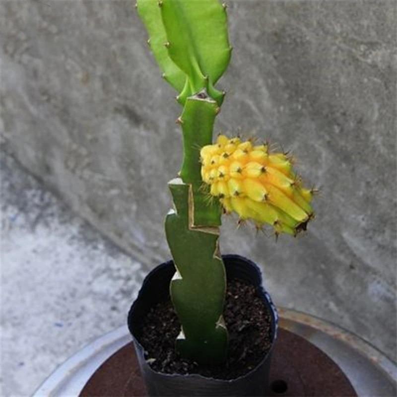 Yellow Pitahaya Seeds | Sweet Dragon Fruit Variety