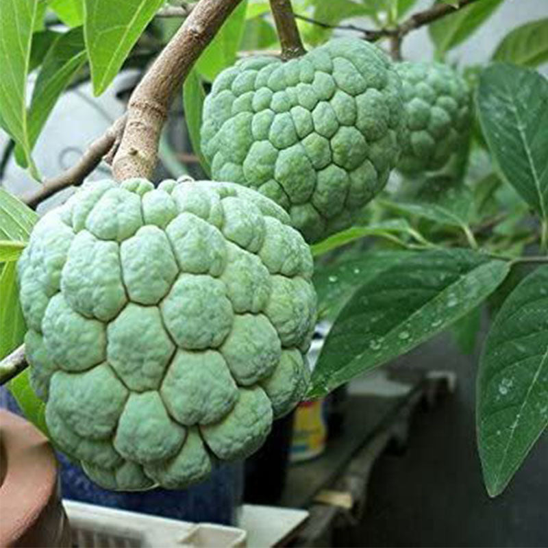 Custard Apple Seeds | Annona Squamosa Sugar Apple