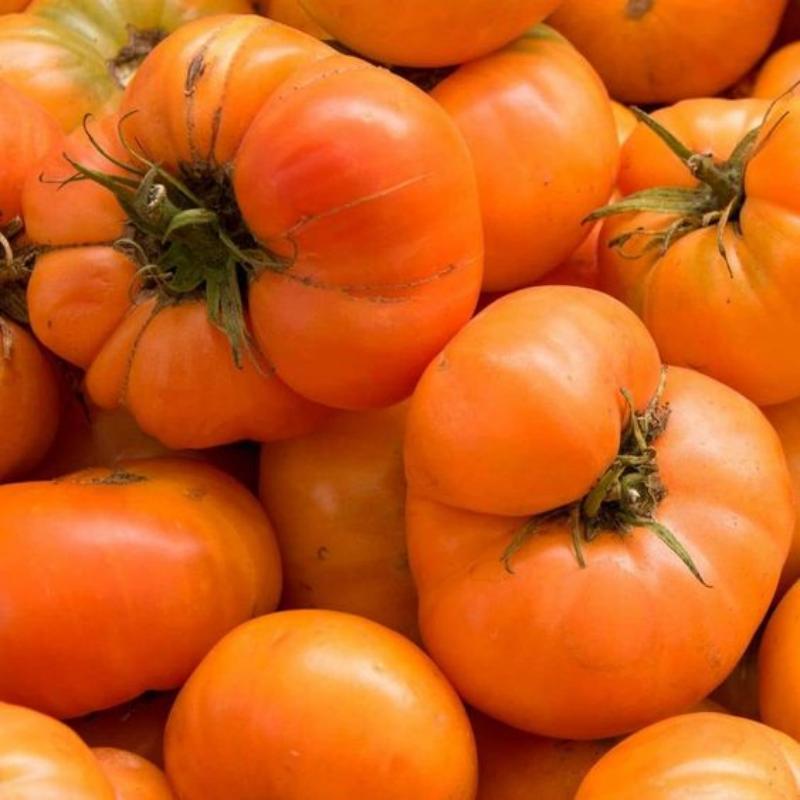 Amana Orange Heirloom Tomato Seeds | Giant Beefsteak Variety