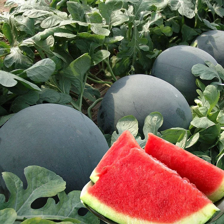 Black Diamond Watermelon Seeds | Giant Seedless Variety