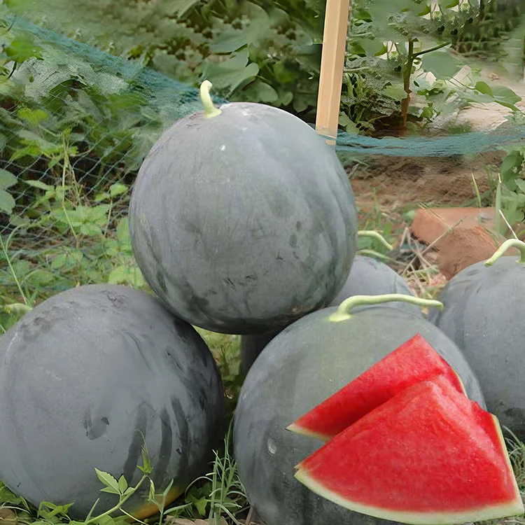 Black Diamond Watermelon Seeds | Giant Seedless Variety