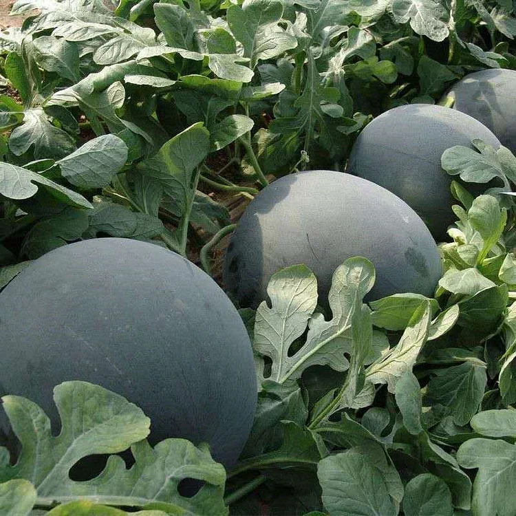 Black Diamond Watermelon Seeds | Giant Seedless Variety