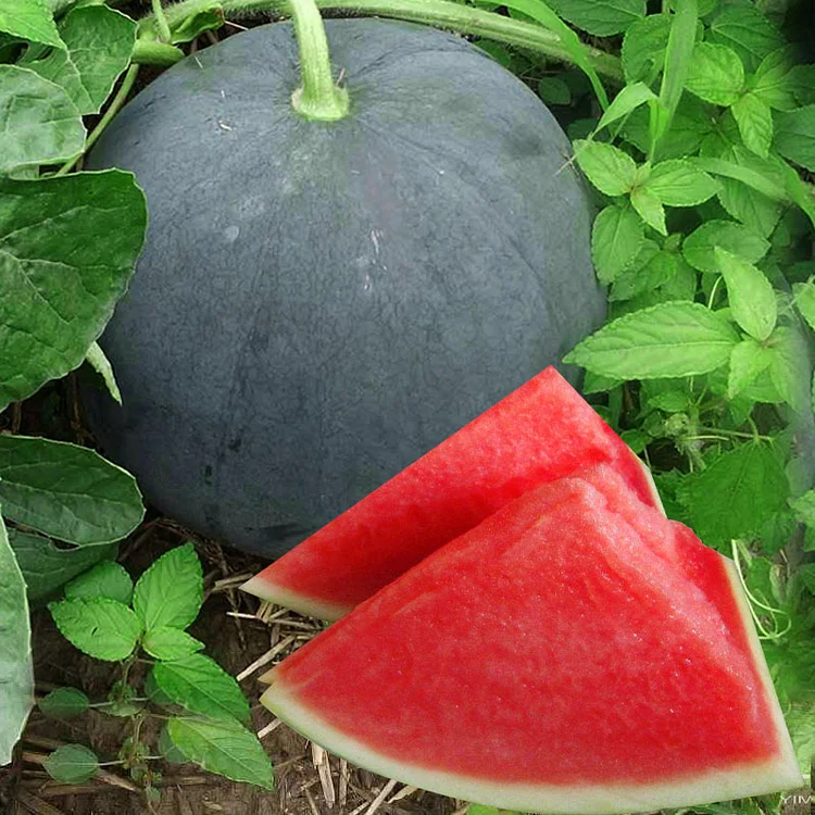 Black Diamond Watermelon Seeds | Giant Seedless Variety