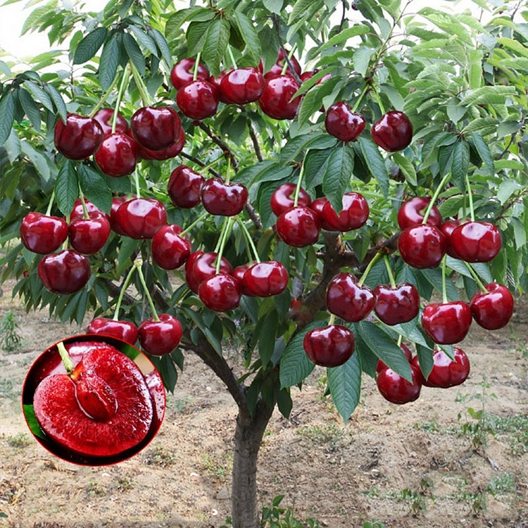 Sweet Cherry Fruit Seeds | Perennial Fruit Tree
