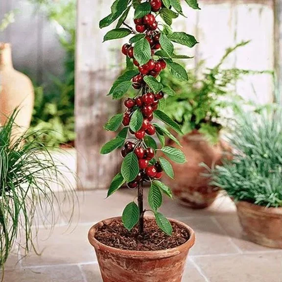 Sweet Cherry Fruit Seeds | Perennial Fruit Tree