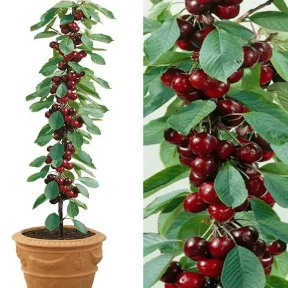 Sweet Cherry Fruit Seeds | Perennial Fruit Tree