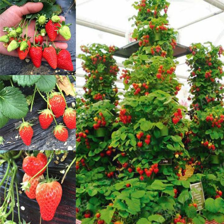 Climbing Strawberry Tree Seeds | Vertical Garden Variety