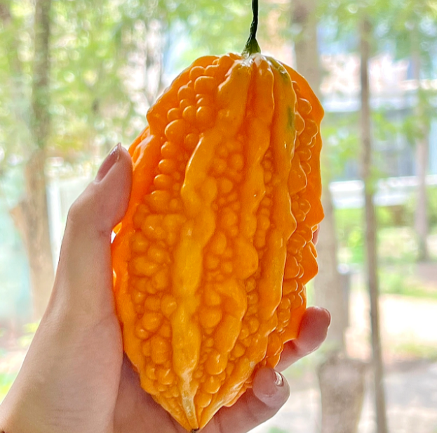 Lai Grape Bitter Gourd Seeds | Ornamental Edible Variety