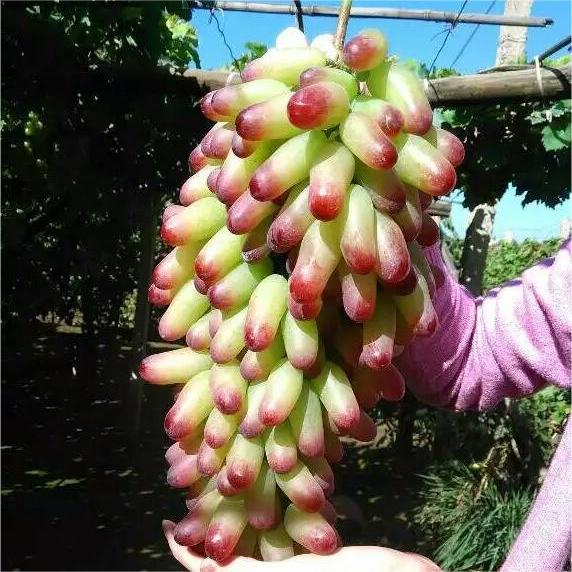 Manicure Finger Grape Seeds | Unique Elongated Sweet Variety
