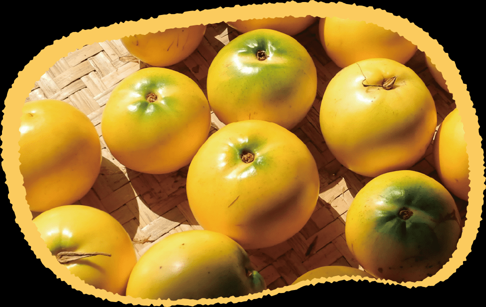 Golden Abiu Fruit Seeds | Tropical Caramel-Flavored Treasure
