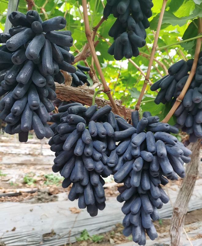 Sweet Sapphire Grape Seeds | Unique Finger-like Variety