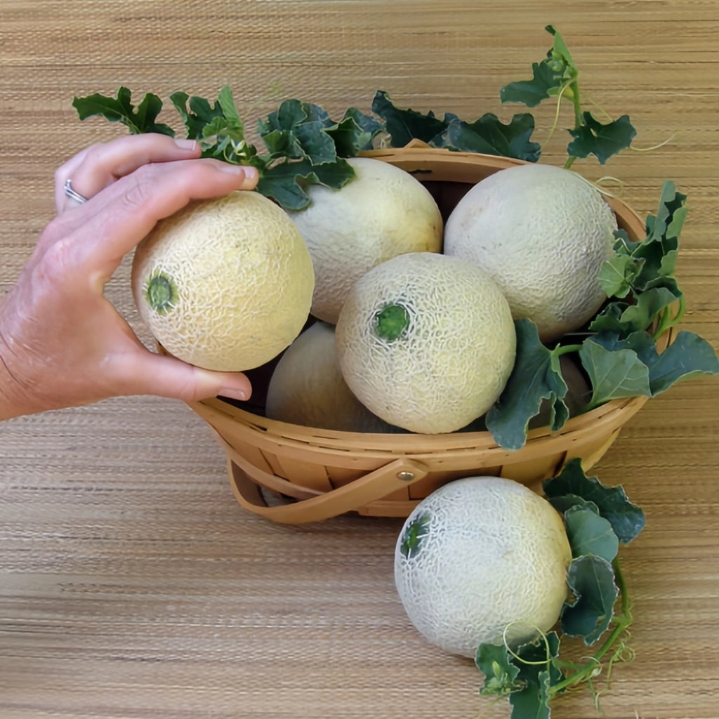 Sugar Cube Mini Cantaloupe Seeds | Personal-Sized Sweet Melon