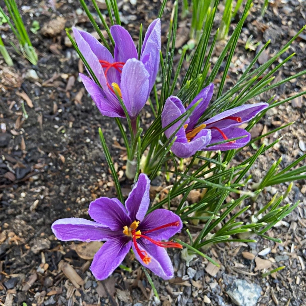Saffron Crocus Bulbs | Grow Your Own Precious Spice