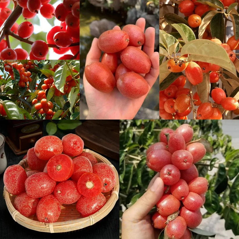 Denseflower Elaeagnus Fruit Seeds | Honey-Sweet Superfruit