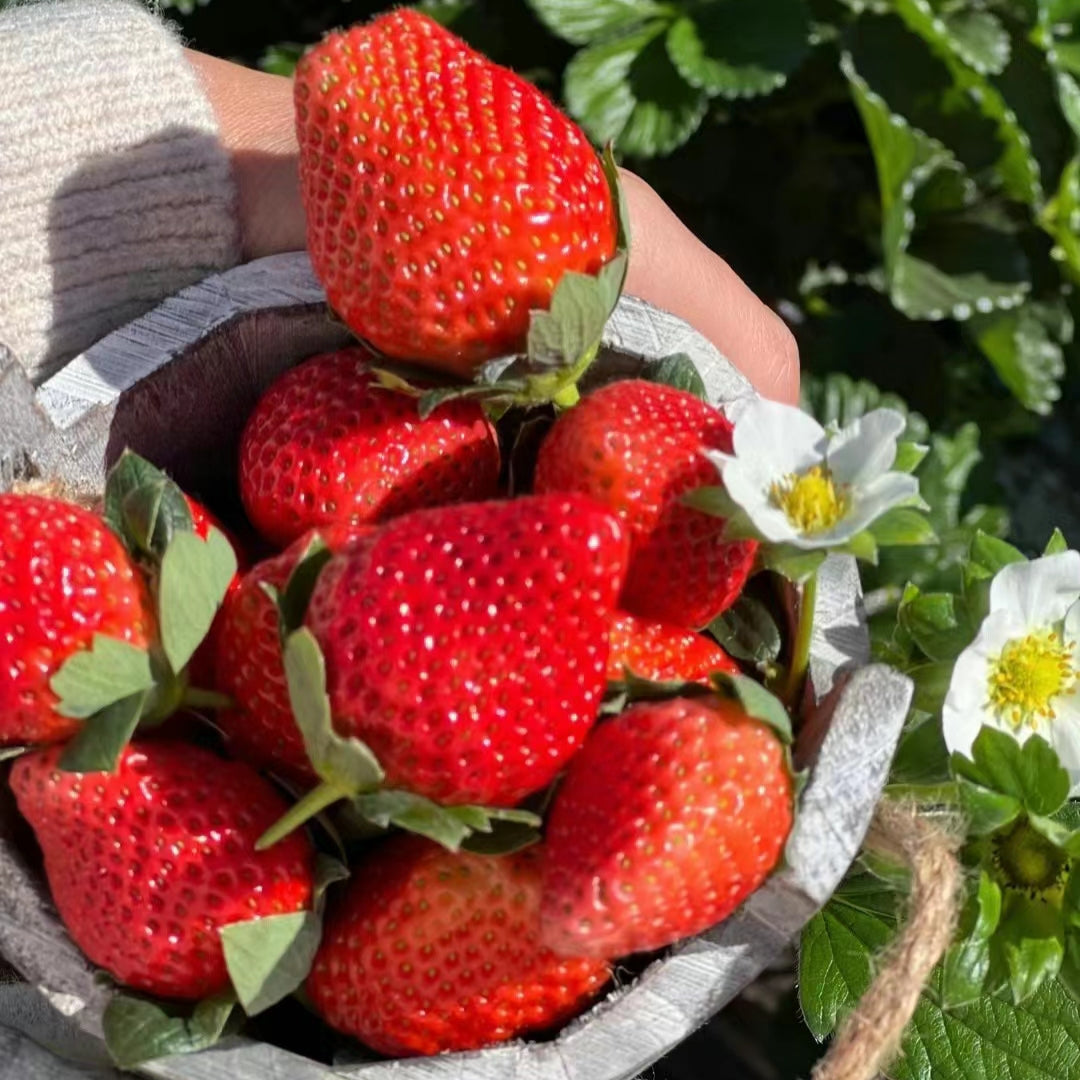 Cream Strawberry Seeds | Sweet Perennial Garden Favorites